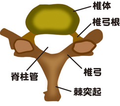 椎骨シェーマ.jpg