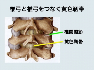 黄色靭帯.jpg