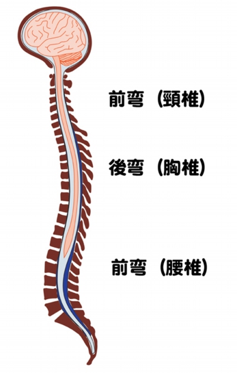 前弯後弯.jpg