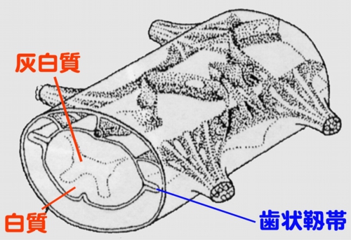 歯状靱帯.jpg